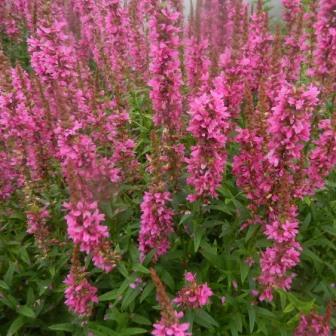 Дербенник иволистный «Robert»