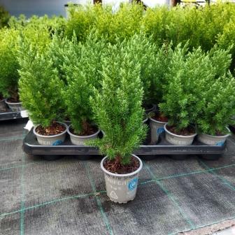 Можжевельник китайский "Stricta" (р9) 