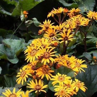 Бузульник зубчатый "Desdemona"