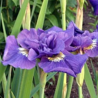 Ирис сибирский «Double Standart»
