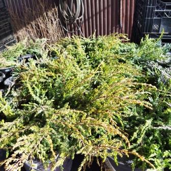 Можжевельник обыкновенный "Repanda" (С3)