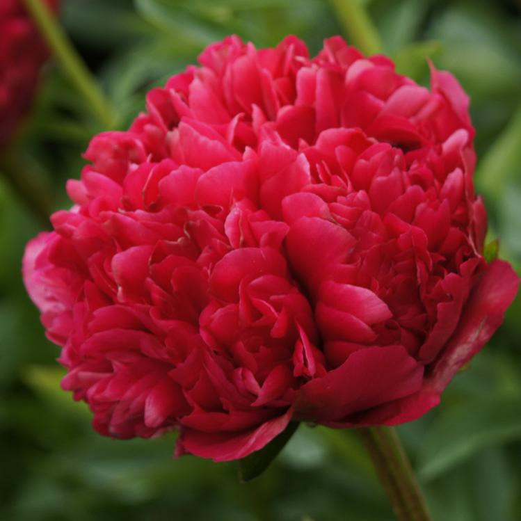 Пион "Command Performance"