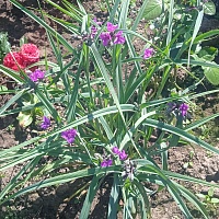 Традесканция "Karminglut"