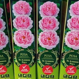 Роза шраб "The Alnwick Rose"