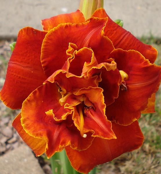 Лилейник "Moses Fire"