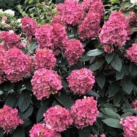 Гортензия метельчатая "Fire Light" (р9)