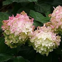 Гортензия метельчатая "Limelight Prime" (р9)