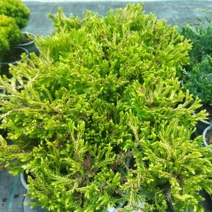 Туя западная "Golden Tuffet" (р9)