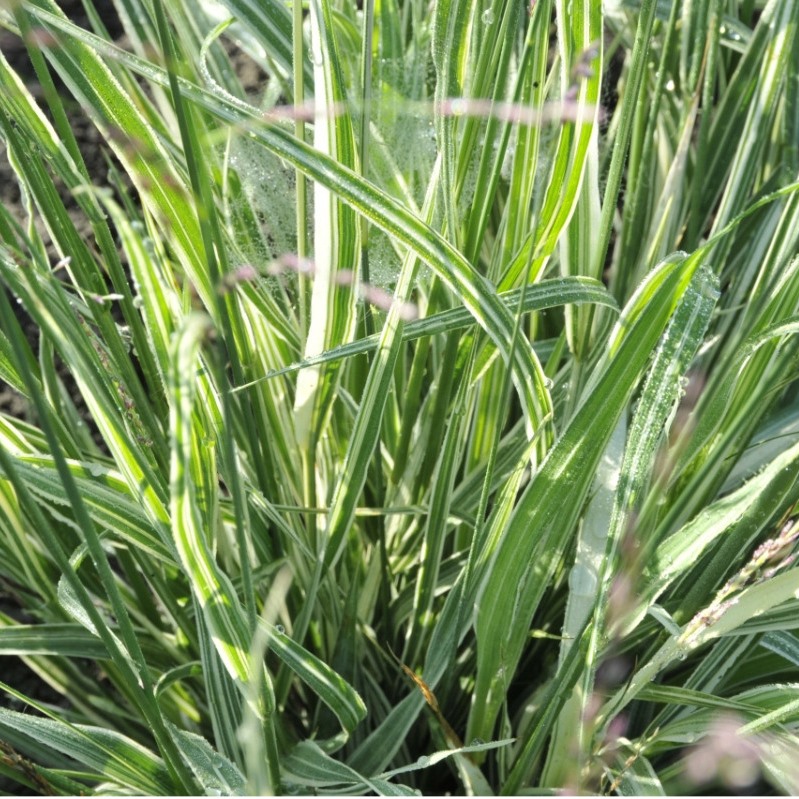 Молиния тростниковая  "Mostenveld" (С2)