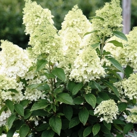 Гортензия древовидная "Magical Matterhorn" (р9)