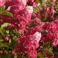 Гортензия метельчатая "Fraise Melba" (р9)