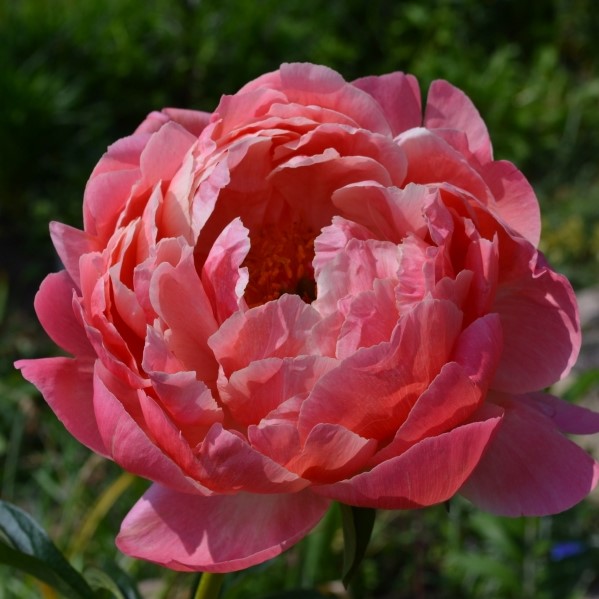 Пион «Coral Charm» 