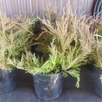 Можжевельник горизонтальный "Andorra Compact" (С3)