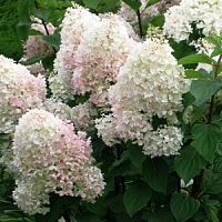 Гортензия метельчатая "Diamantino" (р9)