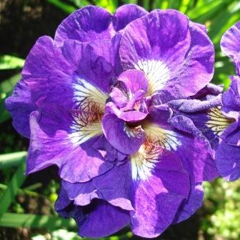 Ирис сибирский «Kaboom»