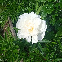 Пион "Gardenia"