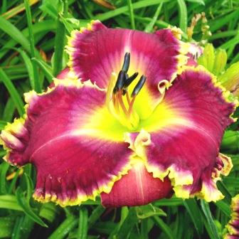 Лилейник "Daria"