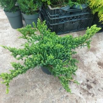 Можжевельник лежачий "Nana" (19)