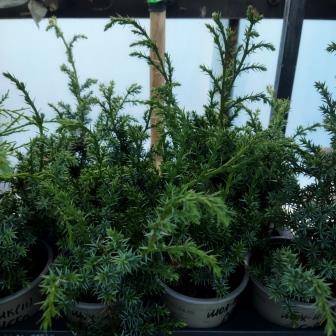 Можжевельник  китайский "Blue Alps" (11)