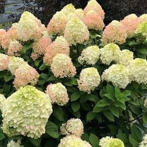 Гортензия метельчатая " Little Lime Punch" (р9)