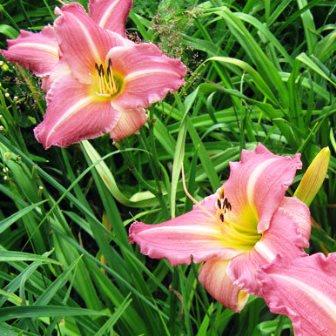 Лилейник "Matrousjka"