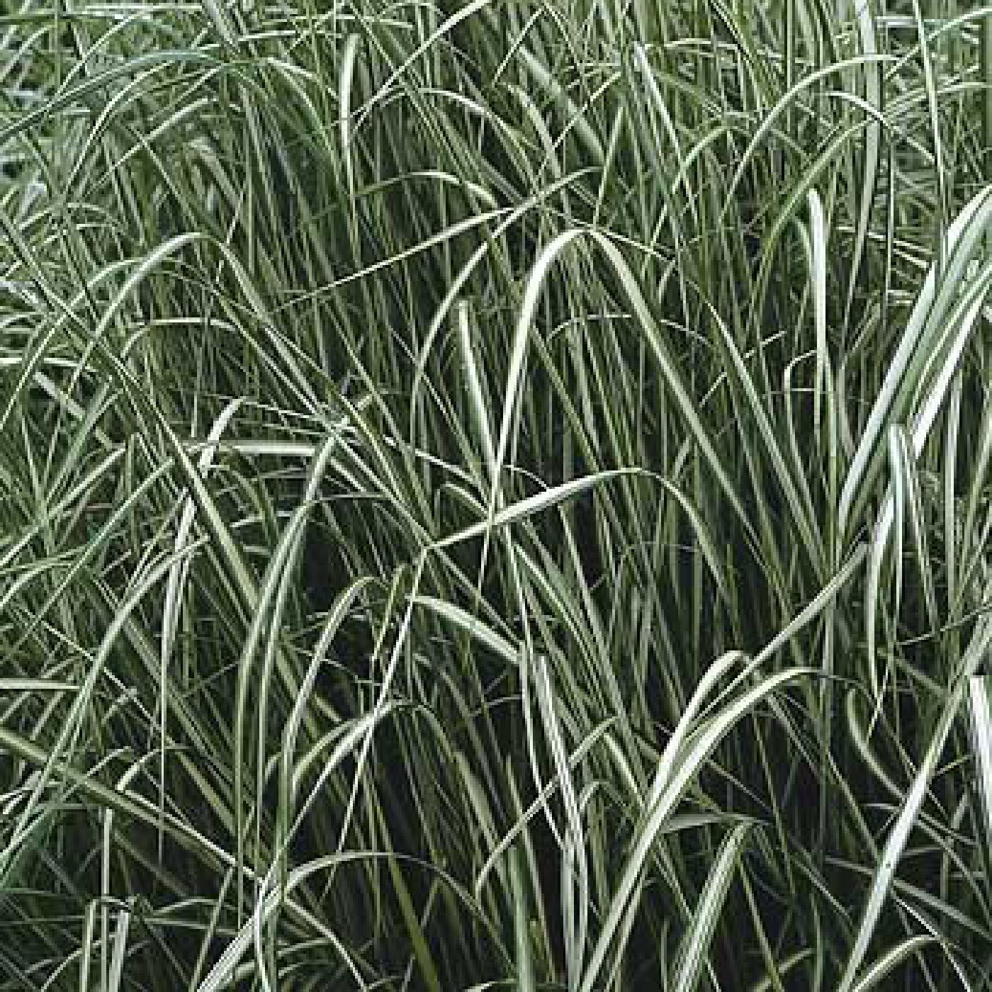 Вейник остроцветковый "Avalanche" (С2)