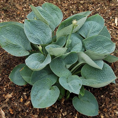 Хоста "Big Daddy"