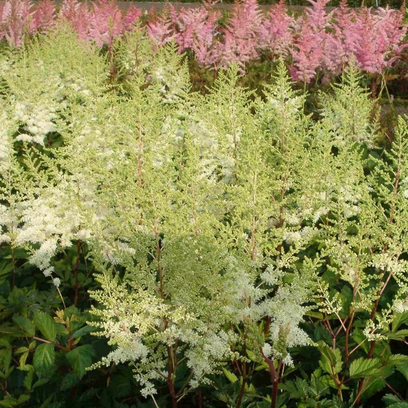 Астильба гибридная "Mighty Plonie"