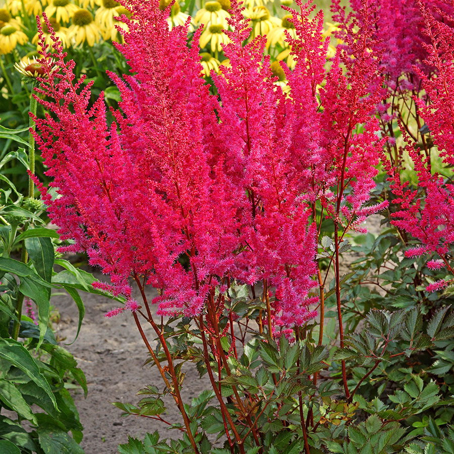 Астильба гибридная "Mighty Red Quin"