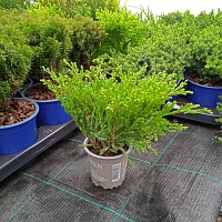 Можжевельник горизонтальный "Andorra Compact" (р9)