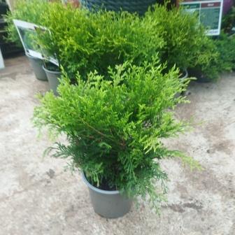 Микробиота (15)