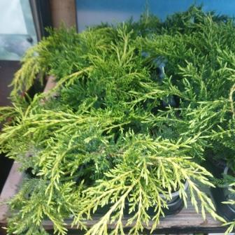 Можжевельник горизонтальный "King of Spring" (р9)