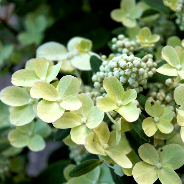 Гортензия  метельчатая "Polestar" (р9)