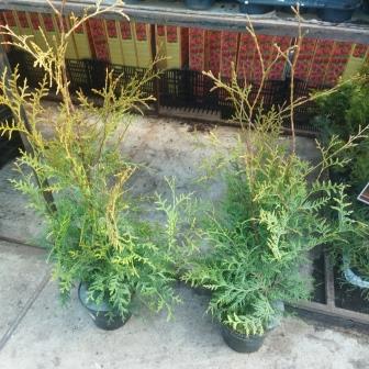 Туя западная "Brabant" (C3)