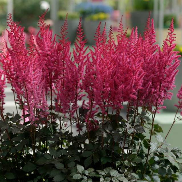 Астильба гибридная "Mighty Chocolate Cherry"