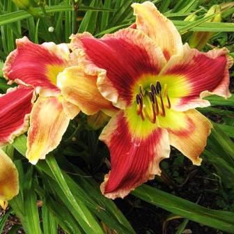 Лилейник "Mike Reed"