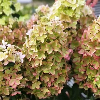 Гортензия  метельчатая "Metallica" (р9)