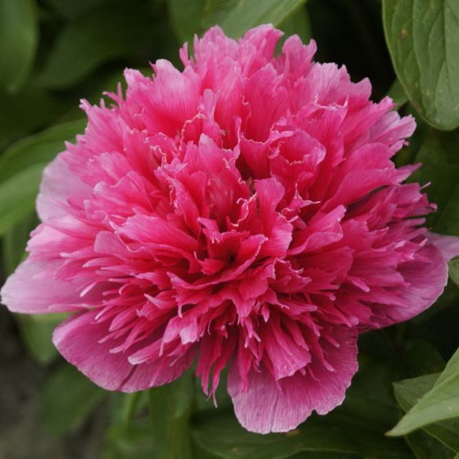 Пион "Rosea Plena"