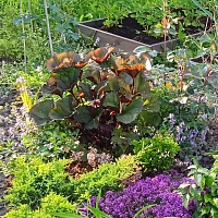 Бузульник зубчатый "Britt Marie Grawfort"