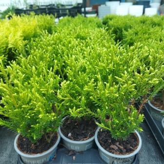 Туя западная " Mr. Bowling Ball" (р9)