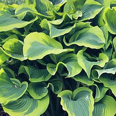 Хоста "Atlantis"