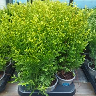 Туя западная " King of Brabant" (р9)