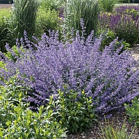 Котовник Фассена "Six Hills Giant" (С2)