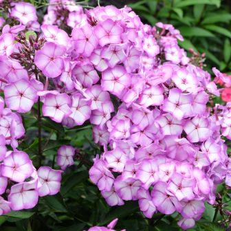 Флокс метельчатый  "Sweet Summer Fantasy"