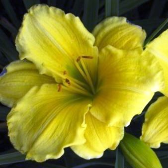 Лилейник "Girl Scout"