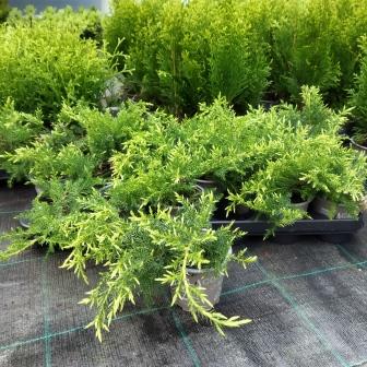 Можжевельник средний "Gold Star" (р9)