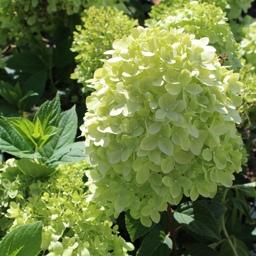 Гортензия метельчатая "Limelight" (р9)