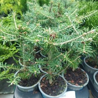 Пихта корейская (р9)