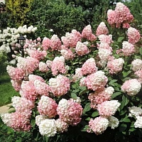 Гортензия метельчатая "Sundae Fraise" (С5)