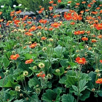 Гравилат "Borisii" (С2)